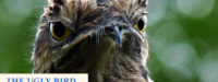 Potoo bird, Image adapted and used with permission via cc-by-sa-2.0 license, https://commons.wikimedia.org/wiki/File:Mrs._Moon,_my_dear_Witch._(5016785674).jpg